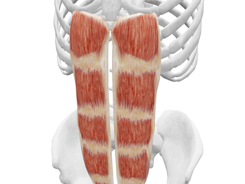 This shows two long strips of vertical rectus abdominis muscle.
