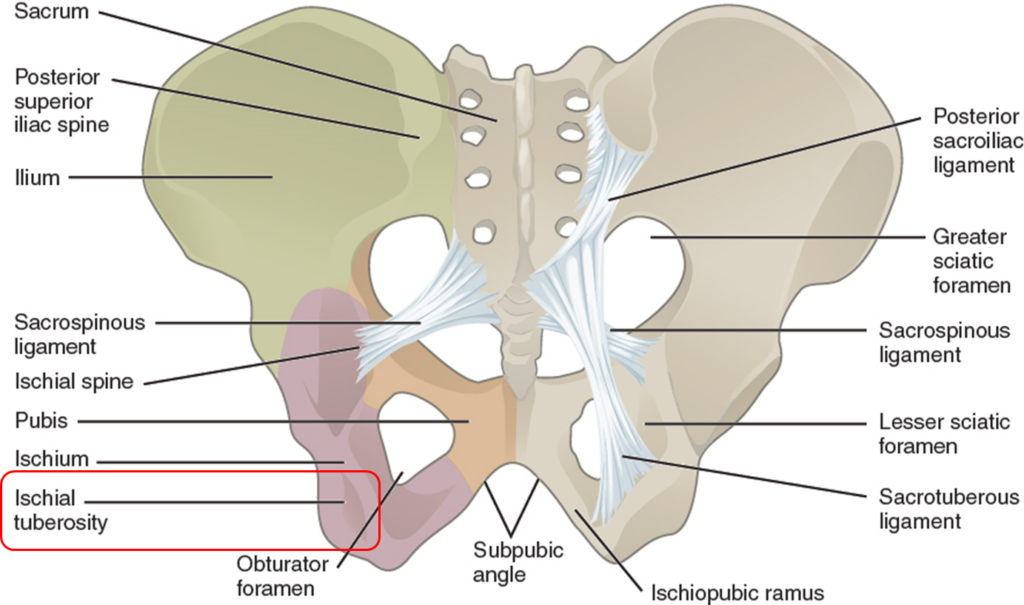 This image has an empty alt attribute; its file name is ischial-tuberosity-for-origin-of-hamstrings-1024x605.png