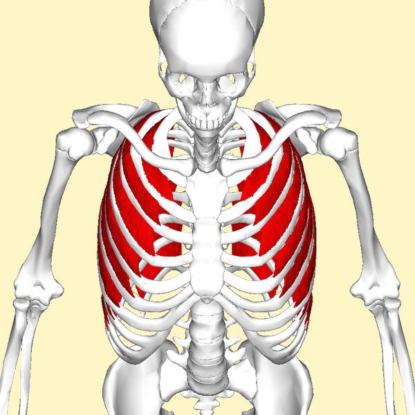 Image of the external intercostals in red running medially and inferiorly between ribs