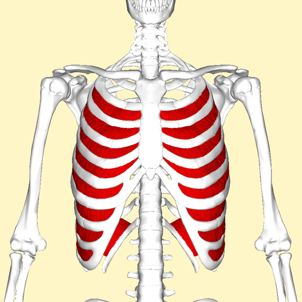 Image of the internal intercostals in red running medially and superiorly between ribs