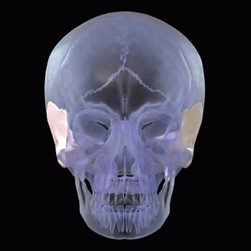 skull image of temporal bone rotating