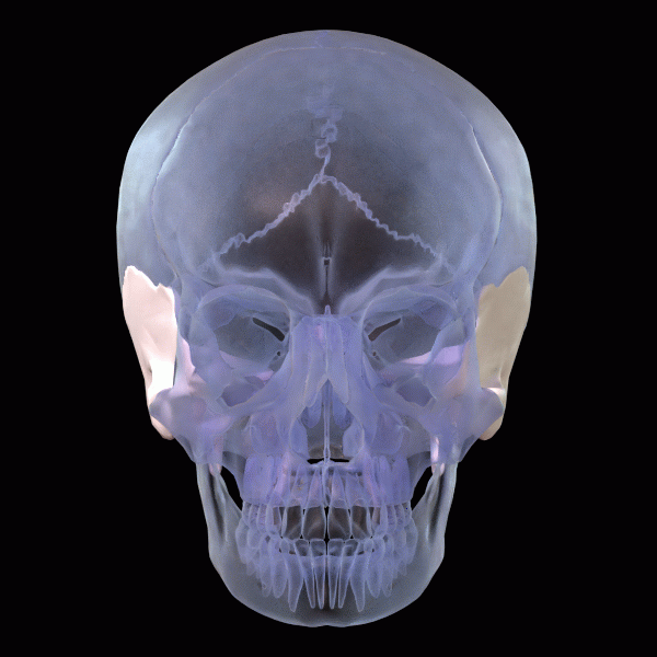 skull image of temporal bone rotating